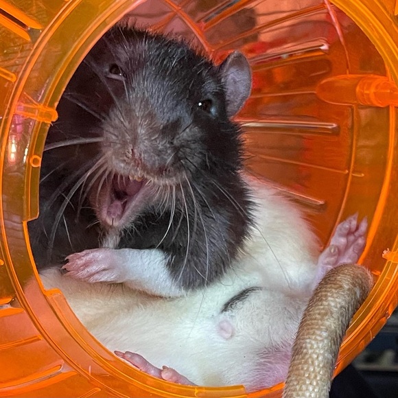 Meet your Posher, Jenny - Picture 5 of 7